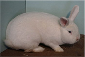 blanc vienne.jpg